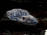Biber © B.Schön