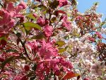Blütenduft und Kräuterzauber im Frühling ©      