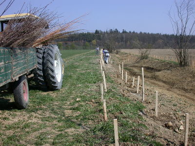 Eine Ökofläche mit einem Graben wird bepflanzt. 3m Wildkrautstreifen sind auf jeder Seite vorgelagert. © Ulf Jost Eine Ökofläche mit einem Graben wird bepflanzt. 3m Wildkrautstreifen sind auf jeder Seite vorgelagert. © Ulf Jost