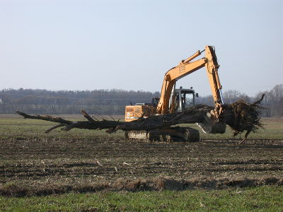 Totholz ersetzt in den Ökoflächen die in der heutigen "aufgeräumten" Landschaft zur Mangelware gewordenen abgestorbenen Bäume. Tausende Tierarten profitieren davon.