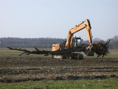 Totholz ersetzt in den Ökoflächen die in der heutigen "aufgeräumten" Landschaft zur Mangelware gewordenen abgestorbenen Bäume. Tausende Tierarten profitieren davon. © Ulf Jost Totholz ersetzt in den Ökoflächen die in der heutigen "aufgeräumten" Landschaft zur Mangelware gewordenen abgestorbenen Bäume. Tausende Tierarten profitieren davon. © Ulf Jost