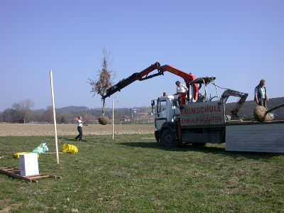 Baumschulen bieten heute große und kräftige Einzelbäume an: Eine Stieleiche wird gepflanzt. © Ulf Jost Baumschulen bieten heute große und kräftige Einzelbäume an: Eine Stieleiche wird gepflanzt. © Ulf Jost