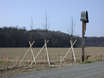 Das Wegkreuz hat nun wieder einen würdigen Rahmen aus drei Linden © Ulf Jost Das Wegkreuz hat nun wieder einen würdigen Rahmen aus drei Linden © Ulf Jost