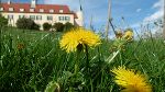 Blütenduft und Kräuterzauber im Frühling ©      