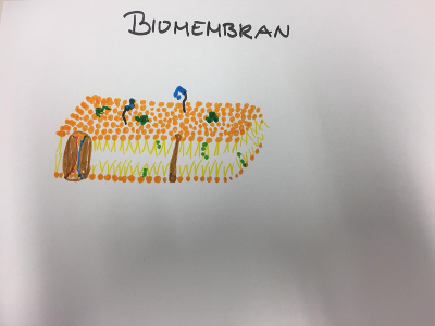 Skizze einer Biomembran