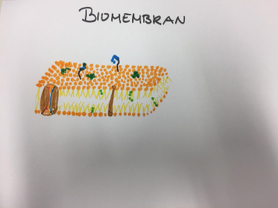 Skizze einer Biomembran © LBS Graz 2 Skizze einer Biomembran © LBS Graz 2