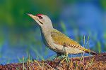 Grey-headed woodpecker 