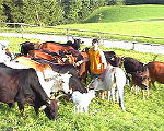 Zebu-Rinder Zebu-Rinder