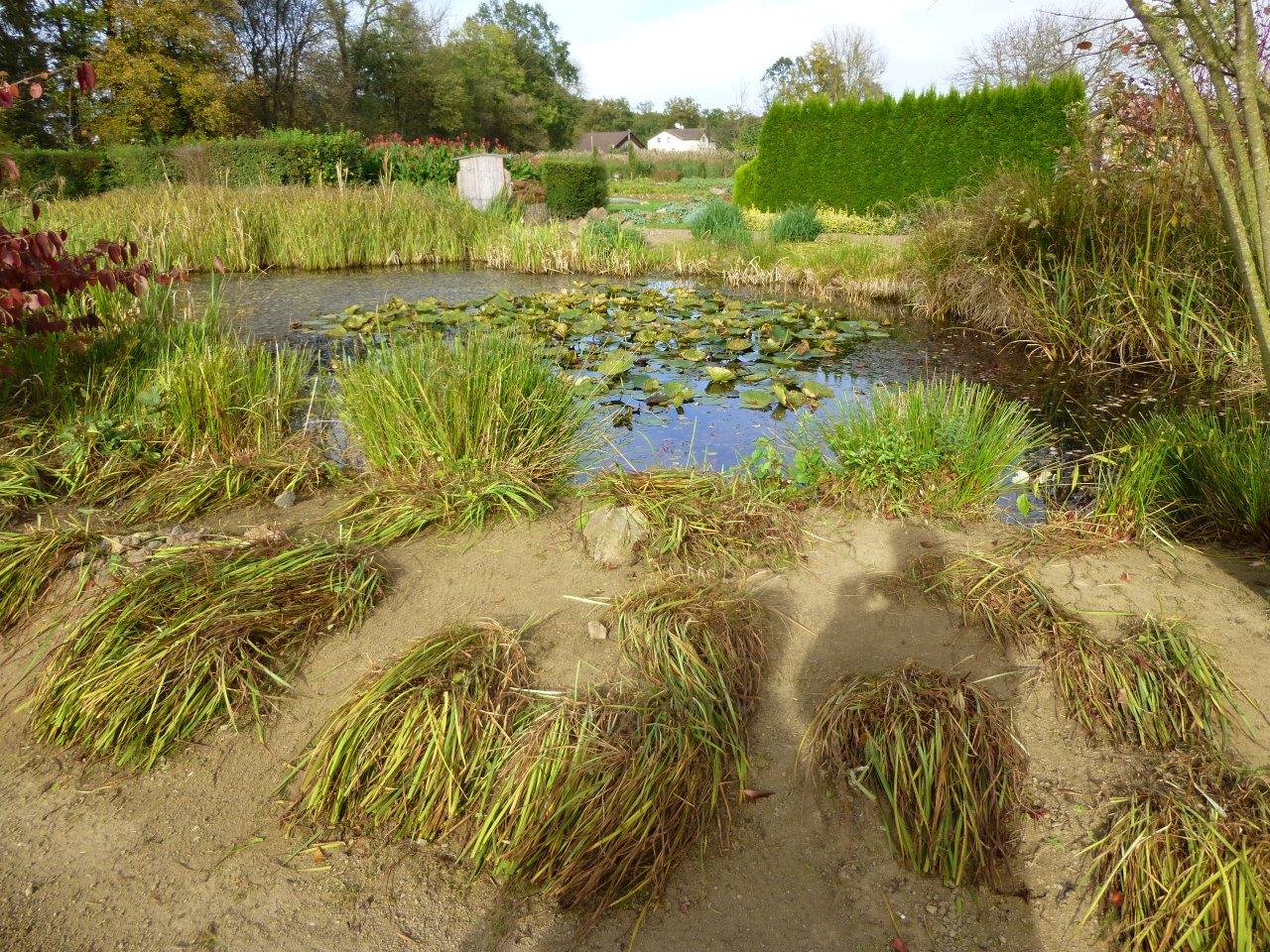 Feuchtbiotop im Klimaschutzgarten Feuchtbiotop im Klimaschutzgarten