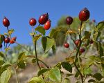 Kräuterduft und Beerenzauber im Herbst