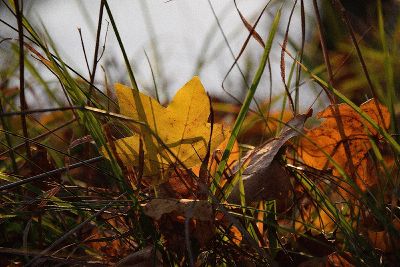 Der Herbst ist des Jahres schönstes farbiges Lächeln. Willy Meurer