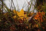 Der Herbst ist des Jahres schönstes farbiges Lächeln. Willy Meurer © Scheiner-Posch Simone