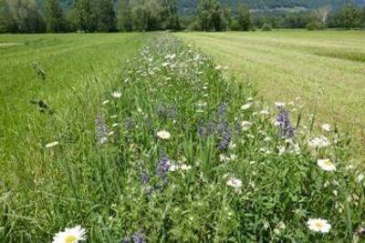 Blühstreifen © BBL Liezen Blühstreifen