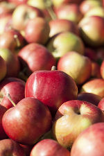 Der Apfel in seinen vielfältigen Varianten © Fotozone