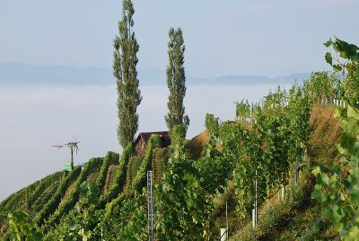 Weinhänge Weinhänge