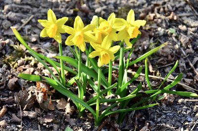 Frühlingserwachen