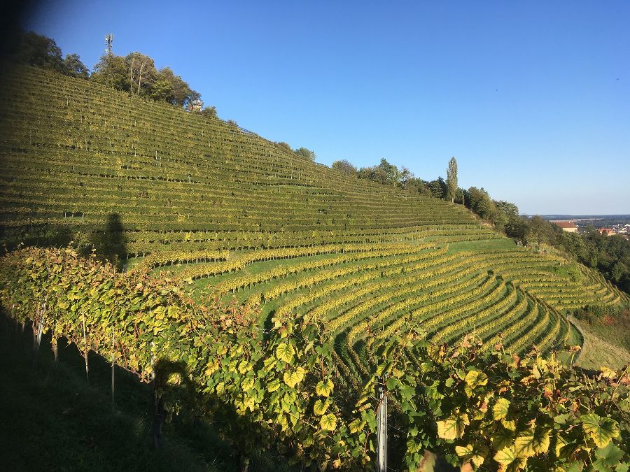 Silberberger Weinhänge Silberberger Weinhänge