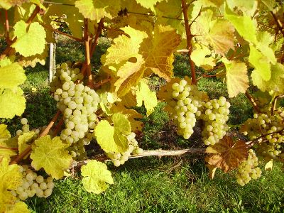 Riesling Riesling