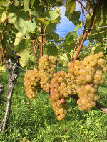 Von der Rebe an den Gaumen © Karin Gössler Von der Rebe an den Gaumen