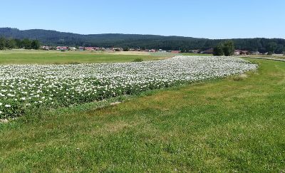 Grünland- Ackernutzung