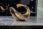 Fische aus der Steiermark © Stephan Friesinger