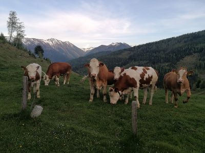 Der Almsommer hat begonnen, auf den Almen ist eine neue Zeit angebrochen.
