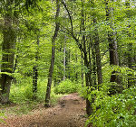 Walderleben © A. Polz-Watzenig Walderleben