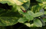 Ein Schmetterling sitzt auf einem grünen Blatt.