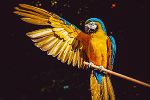 Ein Papagei sitzt auf einen Ast und streckt seinen rechten Flügel aus. 