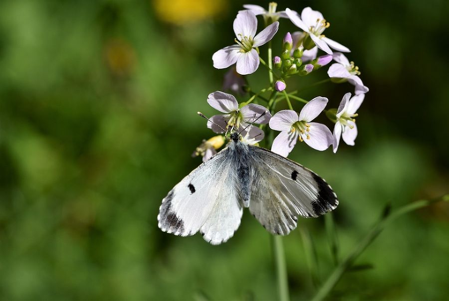 aurorafalter butterfly