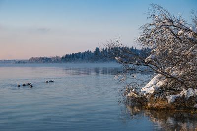 Man sieht einen See, links Enten, rechts schneebehangene Zweige eines wohlgeformten Strauches. Eine schöne, winterliche Szenerie.