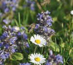 Bienenparadies © Susi Pammer
