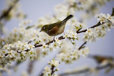 Ein Vogel sitzt in einem von Knospen übersäten Baume.