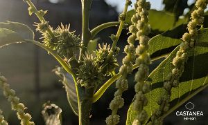 Man sieht die Kastanie in Blüte